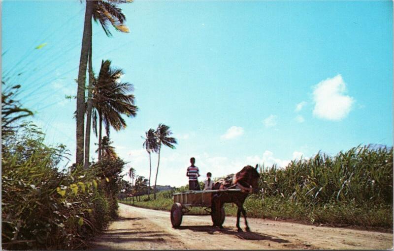 postcard Horse and Cart in Sugar Cane fields in St. Croix, US Virgin Islands