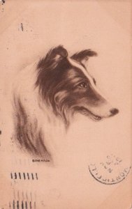 Postcard Dog Collie 1910