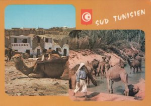 Tunisia Postcard - Sud Tunisien - Camels    RR9377