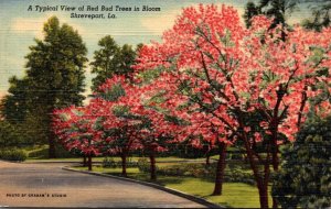 Louisiana Shreveport Typical View Of Red Bud Trees In Bloom 1951 Curteich