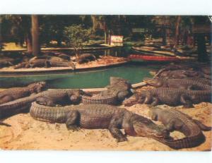 Unused Pre-1980 ALLIGATORS AT ALLIGATOR FARM St. Augustine Florida FL E7626
