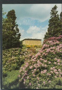 Northumberland Postcard - Belsay Hall, Castle and Gardens, Rhododendrons T8646
