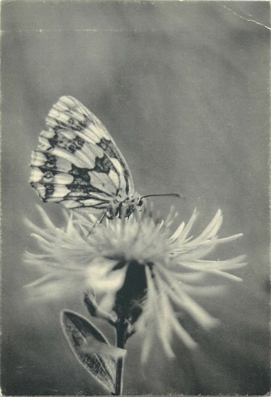 Butterfly postcard black white flower