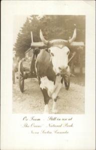 Ox Team - Ovens National Park Nova Scotia Real Photo Postcard