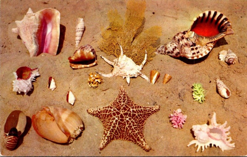 Sea Shells From The Coasts Of Florida