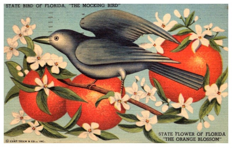 Mocking Bird , Orange Blossom ,  Florida