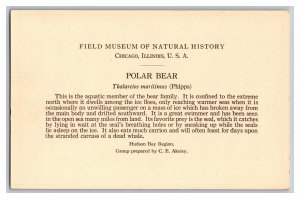 Postcard IL Polar Bear Field Museum Of Natural History Chicago Illinois 