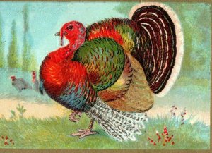 Thanksgiving Greetings Turkey Winsch Postcard Embossed