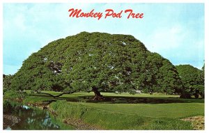 Hawaiian Monkey Pod Tree  Postcard