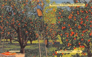 Harvesting a Golden Crop of Oranges Florida, USA Fruit Assorted 1946 