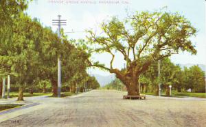 Orange Grove Avenue, Pasadena CA, Tree in Middle of Street Vintage Postcard G20