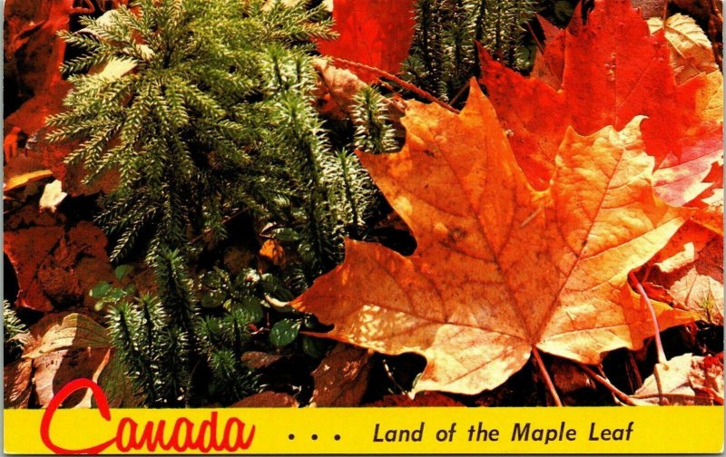 Canada Land Maple Leaf Autumn Red Gold VTG Postcard UNP Unused Vintage Chrome 