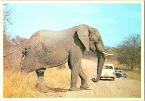Where Mass Meets Motor South Africa  Elephant Safari Vintage Cars Postcard