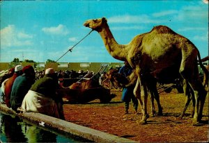IMN04876 africa libya tripoli traditional market camel type ethnics folk costume 