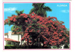 Royal Poinciana, Florida, Used 1991 Merry Christmas