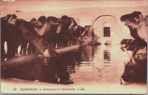 Tunisia Kairouan Chameaux a Abreuvoir Camels Vintage Postcard C182