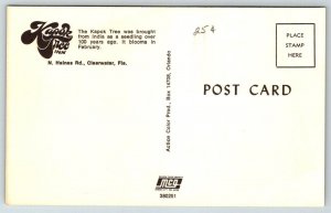 Kapok Tree Inn   Clearwater  Florida   Postcard