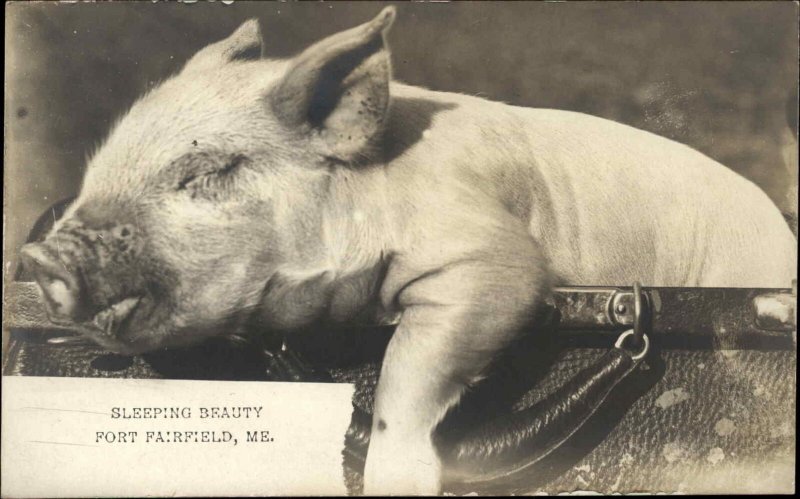 Fort Fairfield ME Sleeping Beauty Closeup Cute Pig c1905 Real Photo Postcard