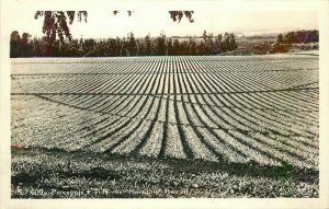 Hawaii Farm Agriculture Pineapple Fields RPPC Photo Postcard 20-1780