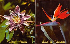 Passion Flower Bird of Paradise - Sarasota, Florida FL Postcard