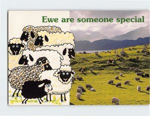 Postcard Ewe are someone special, New Zealand