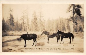 G88/ Hat Creek Flood California Postcard RPPC Mt Lassen Beheaded Horse!