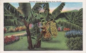 Beautiful Banana Tree Bearing Fruit In Florida
