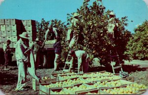 Texas Lower Rio Grande Valley Harvesting Crew Picking Texas Oranges 1952