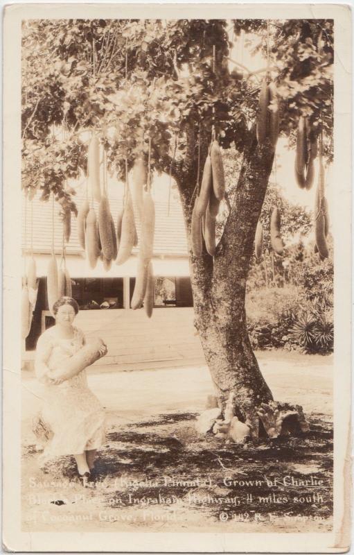 40s COCOANUT GROVE Florida Fla RPPC Postcard SAUSAGE TREE Charlie Black's Place 