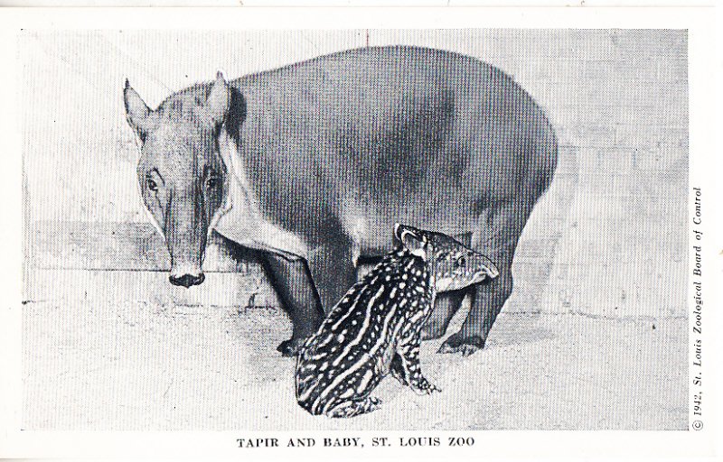 Tapir and Baby      St Louis Zoo