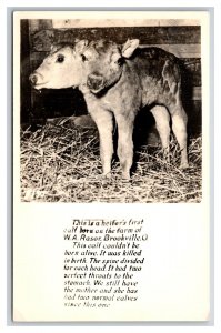 RPPC Spotty's 2-Headed Freak Calf Brookville Ohio OH UNP Postcard Y15