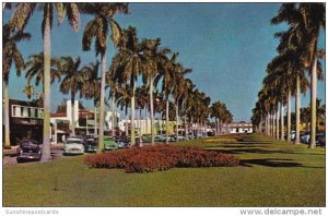 Florida Palm Beach Stately Royal Palms Along Royal Poinciana Way