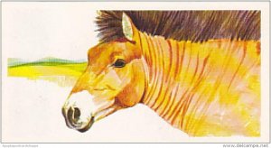 Brooke Bond Vintage Trade Card Vanishing Wildlife 1978 No 8 Przewalski's...