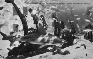 Florida Marineland Studios Sharks Shipwreck Postcard Teich 22-5036