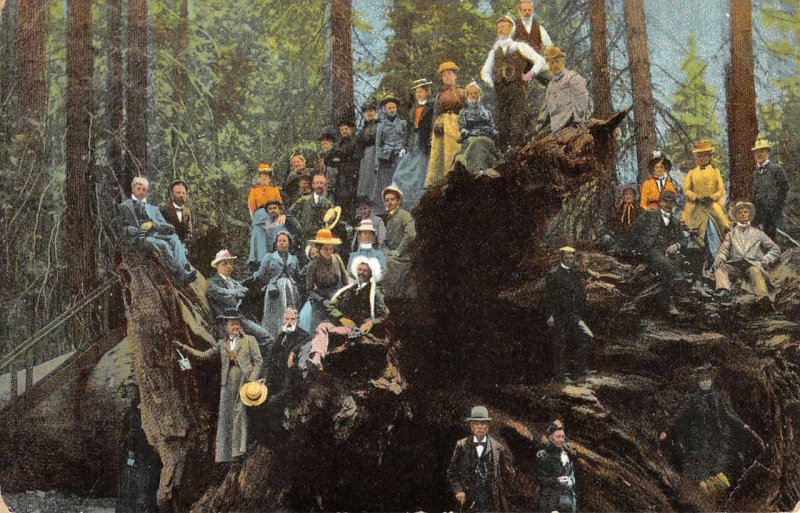 Fallen Monarch, Mariposa Grove YOSEMITE, CA Sequoia Tree 1913 Vintage Postcard