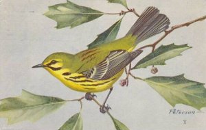 Prairie Warbler 1963