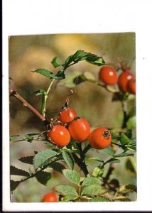 Photo of Rose Hips, Used Edmonton, Alberta