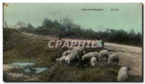 Old Postcard Campaign In Sheep