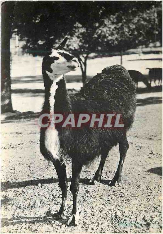 Modern Postcard Alpaca Lama Advertisement Transfusine