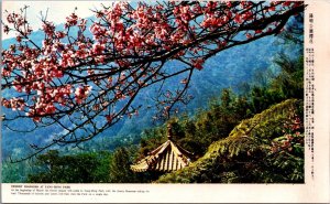 Taiwan Taipei Cherry Blossoms At Yang-Ming Park Vintage Postcard C187