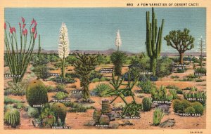 Vintage Postcard A Few Varieties of Desert Cacti Cactus Plants Los Angeles Calif