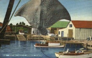 Whip-Ray Catch - Sarasota, Florida FL  