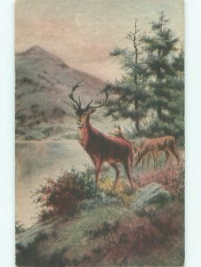 Divided-Back ANIMAL SCENE Great Postcard AA9659