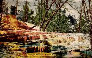 WY - Yellowstone Nat'l Park. Mammoth Hot Springs, Angel Terrace