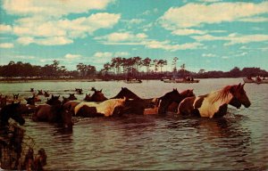 Virginia Chincoteaque Ponies Swimming Back From Chincoteaque To Assateque