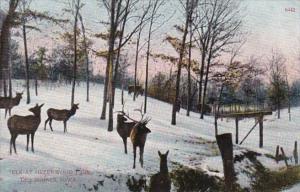 Iowa Des Moines Elk At Greenwood Park 1909