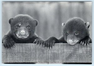 WOBURN WILD ANIMAL KINGDOM, Bedfordshire UK~Safari Park BEAR CUBS 4x6 Postcard