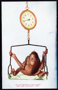 New York Zoological Park Weighing a Baby Orang DB