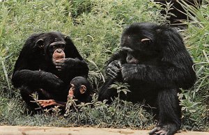 Chimpanzee â€“ an endangered species Monkeys 1983 