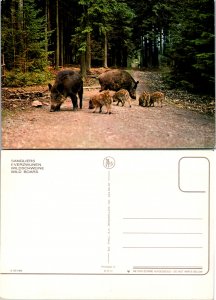 Wild Boars (12715